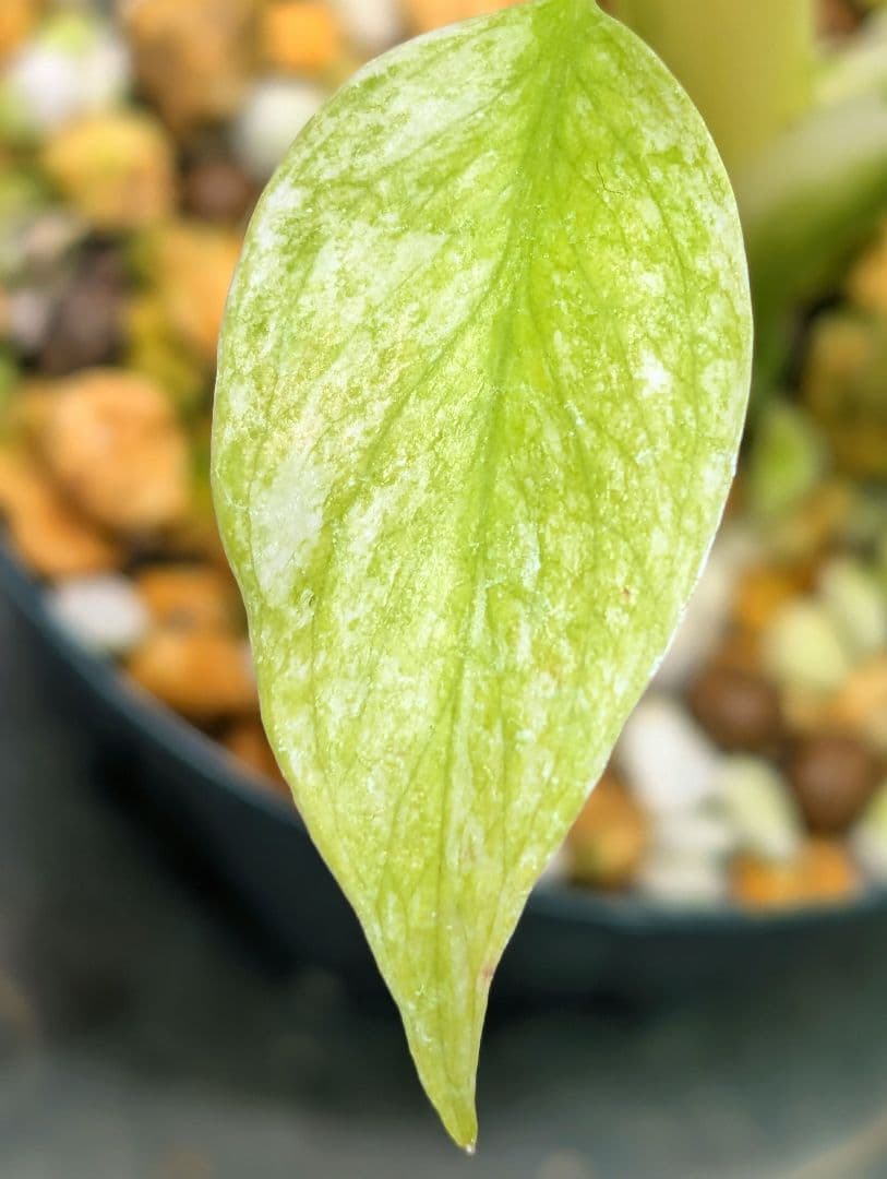 斑入りモンステラ　デリシオーサ　天津蘭　デリシオーサ　ホワイトモンスター