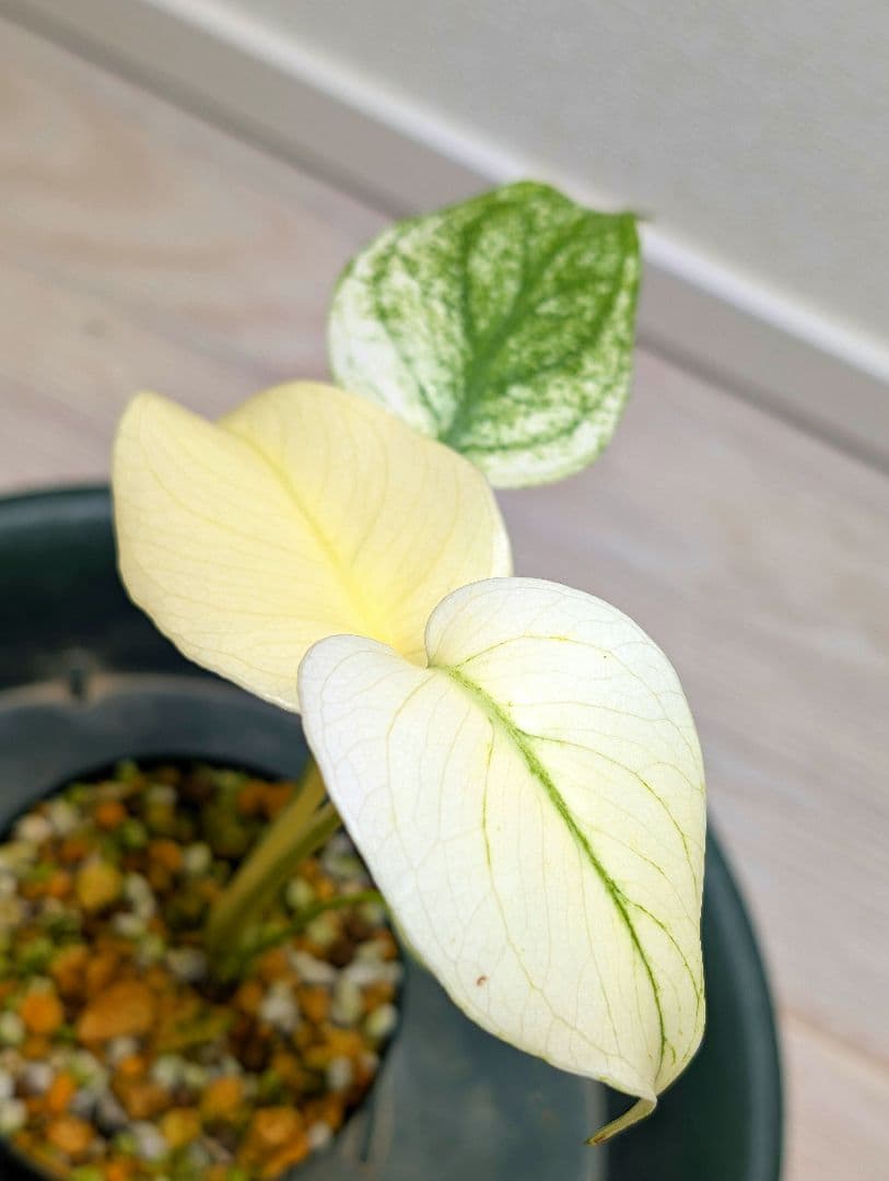 斑入りモンステラ　デリシオーサ　天津蘭　デリシオーサ　ホワイトモンスター