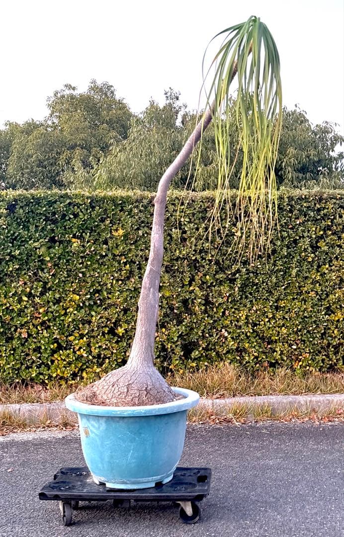 最終価格 希少♪大型 特大株♪ トックリラン ポニーテール ノリナ