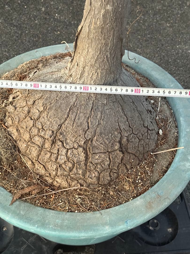 最終価格 希少♪大型 特大株♪ トックリラン ポニーテール ノリナ