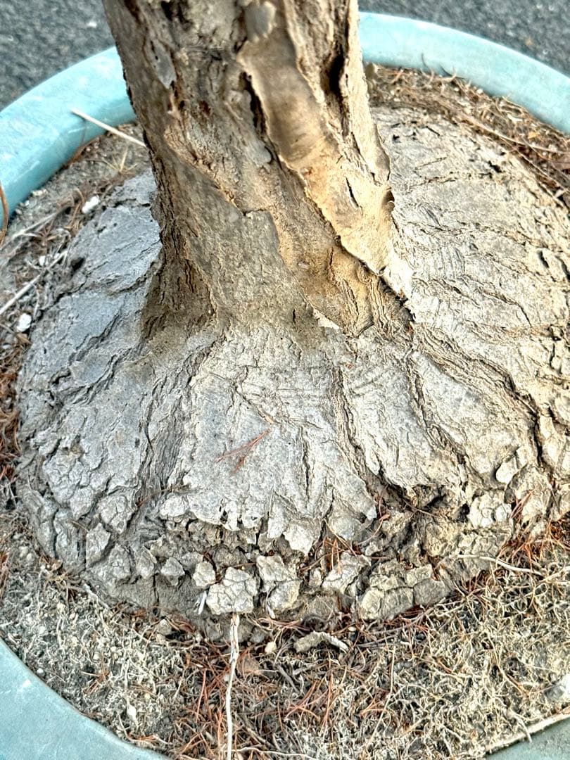 最終価格 希少♪大型 特大株♪ トックリラン ポニーテール ノリナ