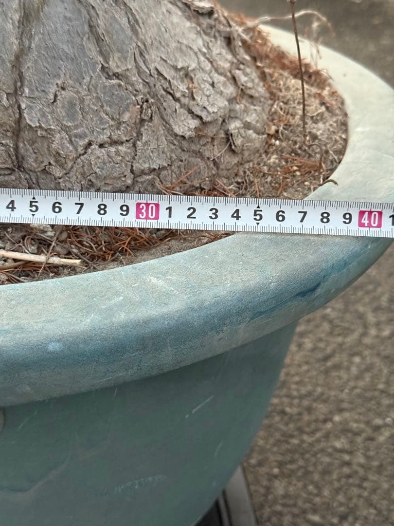 最終価格 希少♪大型 特大株♪ トックリラン ポニーテール ノリナ