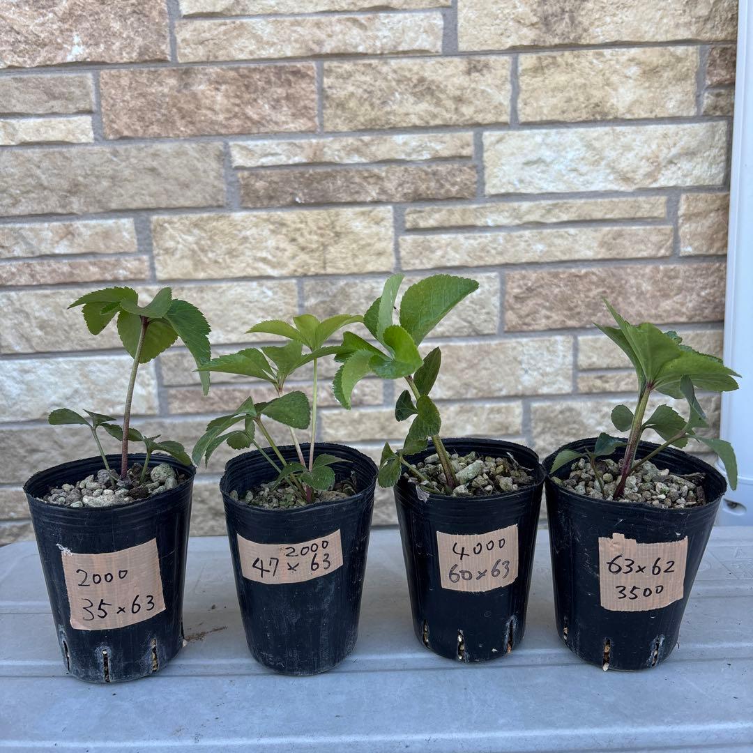 クリスマスローズ交配苗