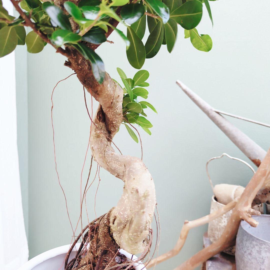 nima曲がりガジュマル (現品) 根上がり 曲線 空間浄化