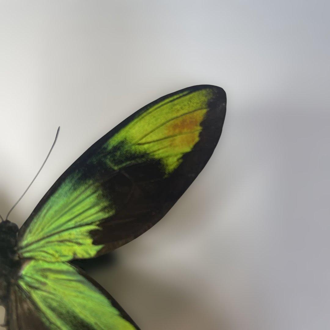 ビクトリアトリバネアゲハ赤紋出現