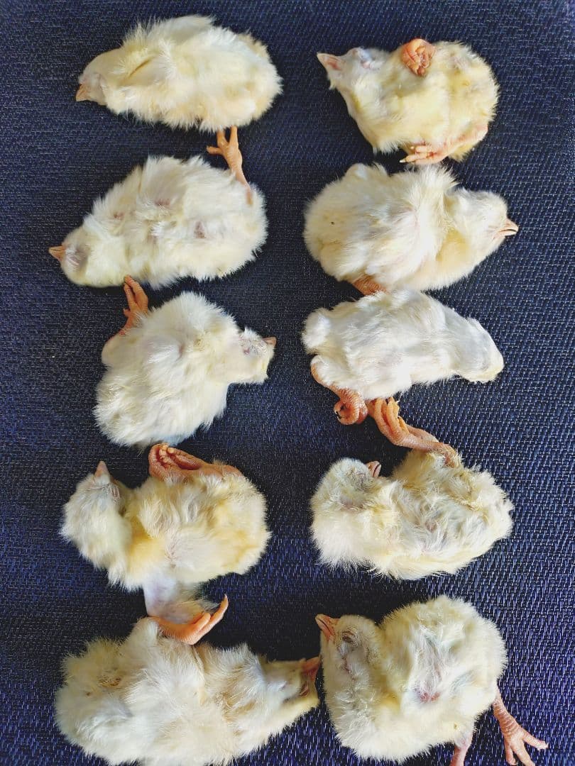 ゆこ送料無料　冷凍国産ヒヨコ50羽　冷凍マウスアダルトＬ30匹