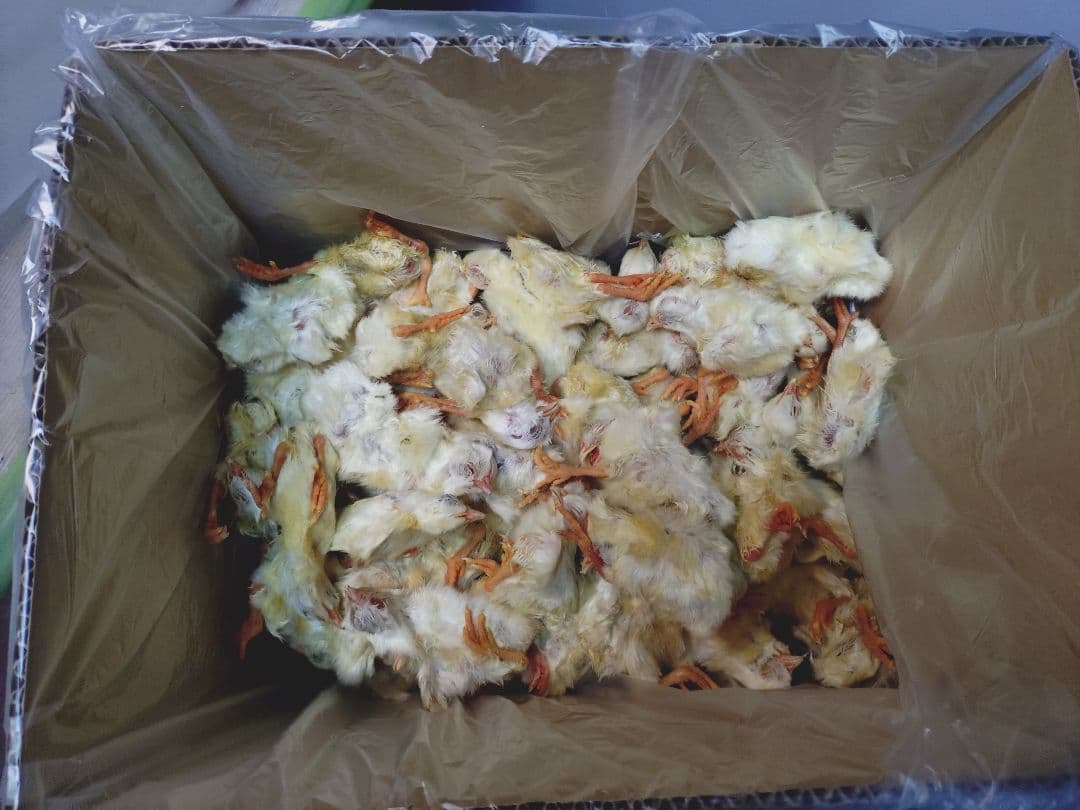 ゆこ送料無料　冷凍国産ヒヨコ50羽　冷凍マウスアダルトＬ30匹