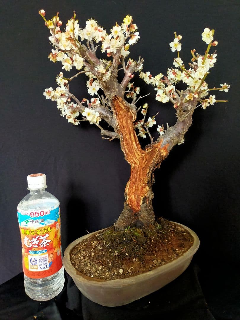 梅盆栽　大サイズ