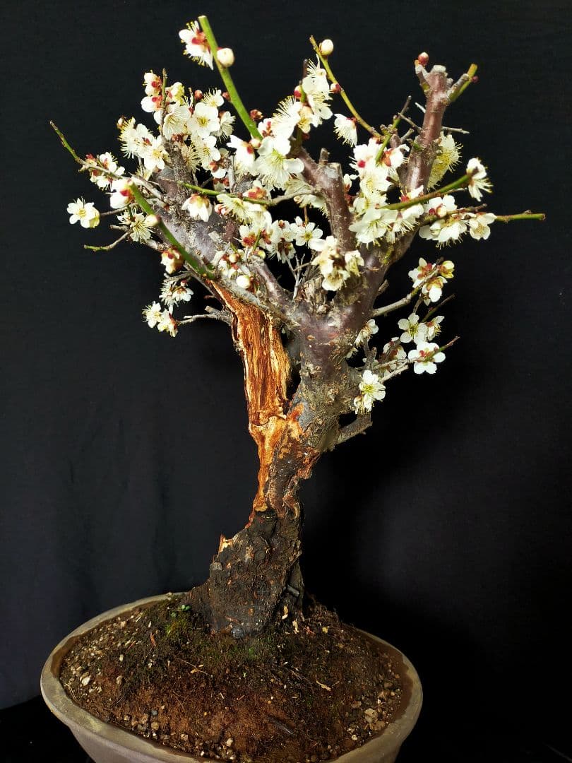 梅盆栽　大サイズ