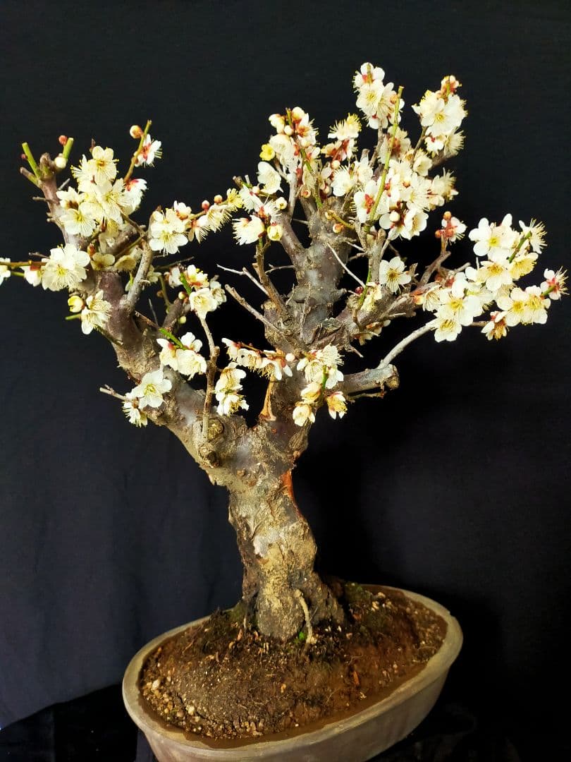 梅盆栽　大サイズ