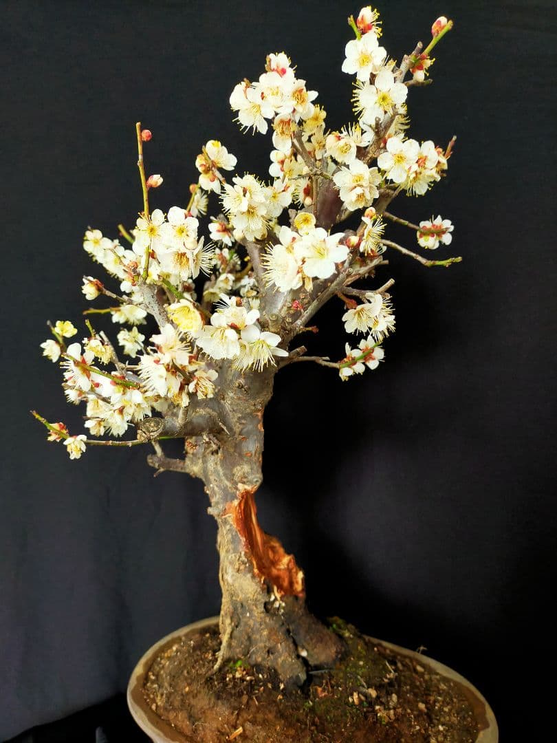 梅盆栽　大サイズ