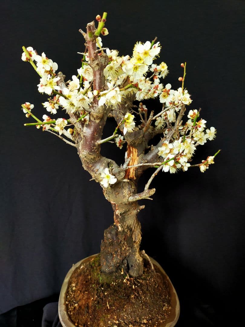 梅盆栽　大サイズ