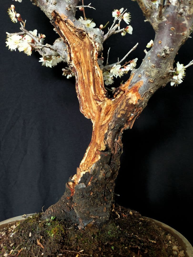 梅盆栽　大サイズ