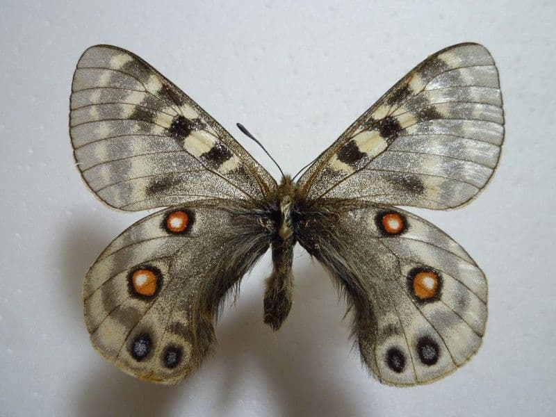 【外国産蝶標本】ミカドウスバ♂/四川省.白馬雪山産/68.7mm