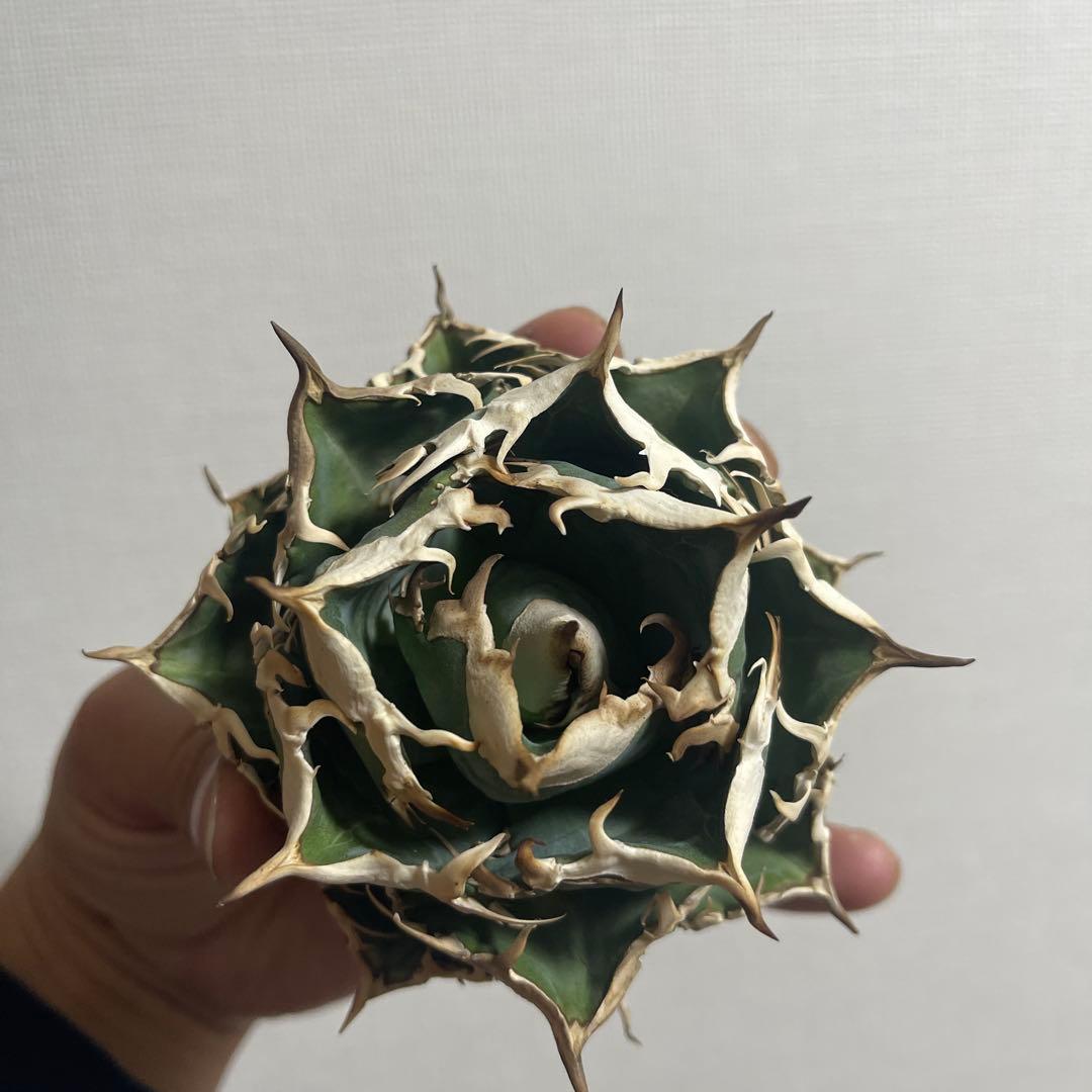 アガベ オアハカワイルド血統 ノーネーム