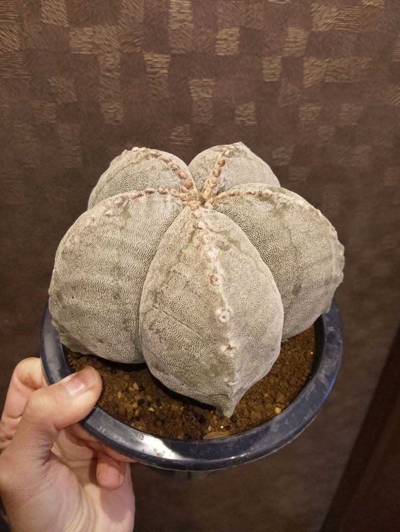 極上 特大 ランポー