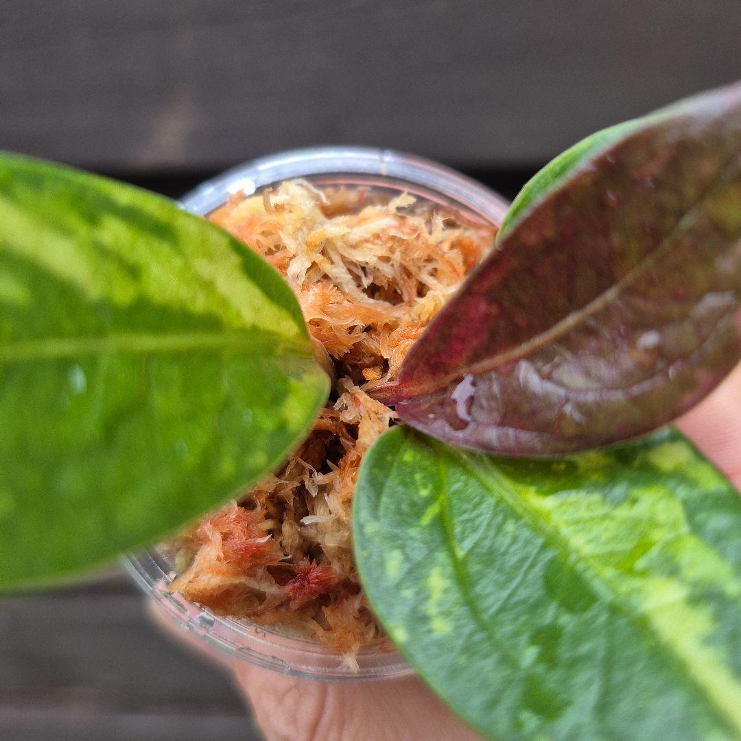 アンスリウム　ジェンマニー　斑入り