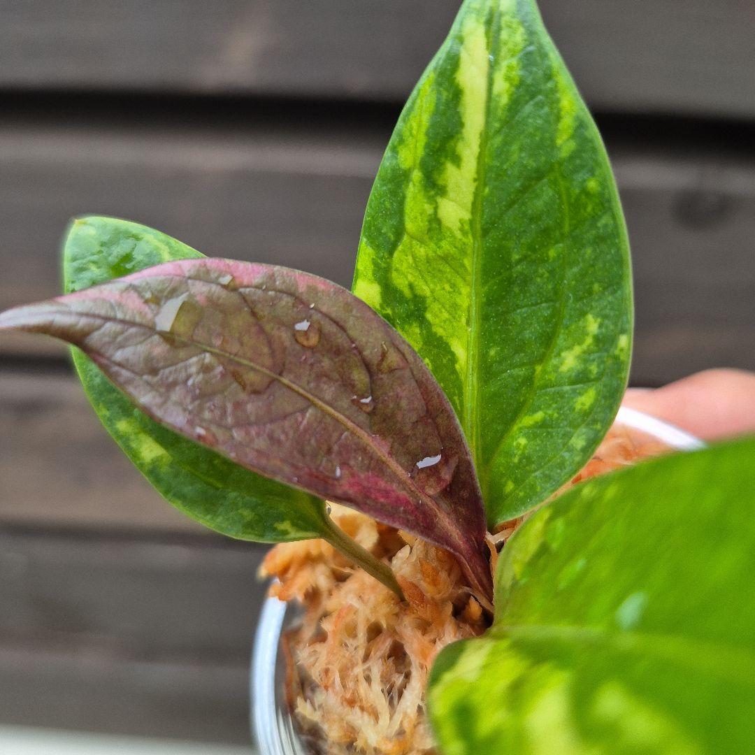 アンスリウム　ジェンマニー　斑入り