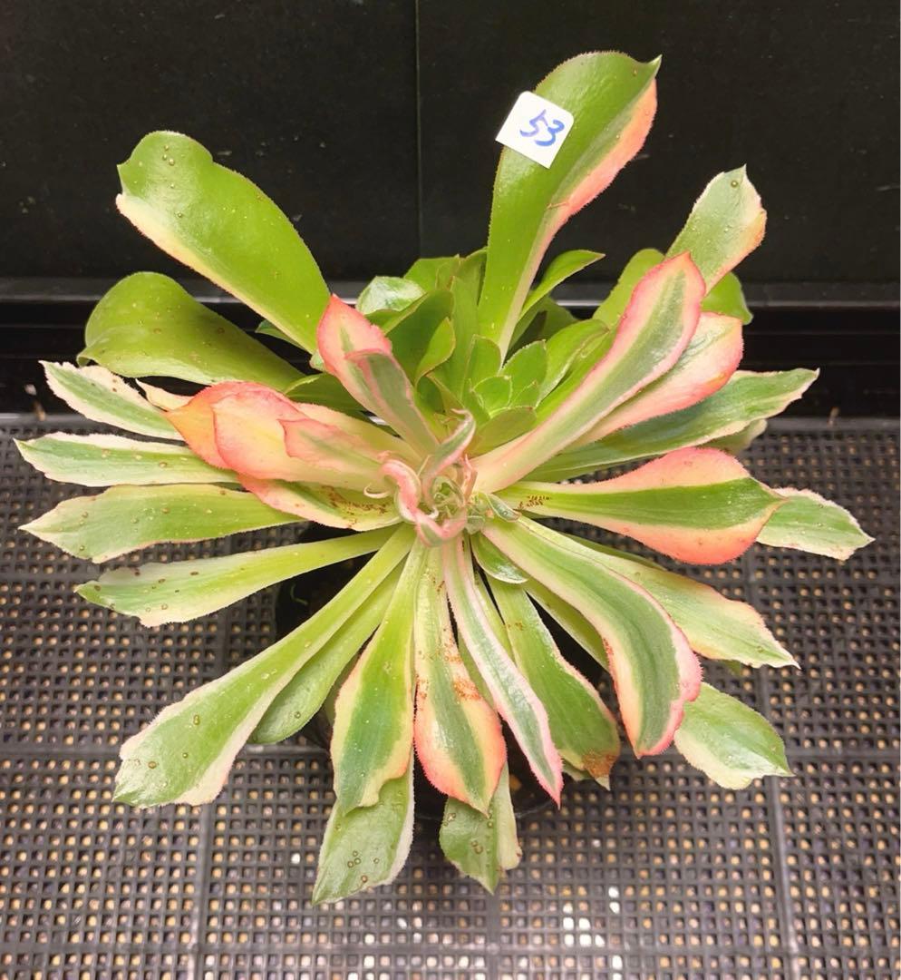 53#多肉植物アエオニウム錦❤️ 光輝 ❤️1大頭6子芽25cm 拔き苗