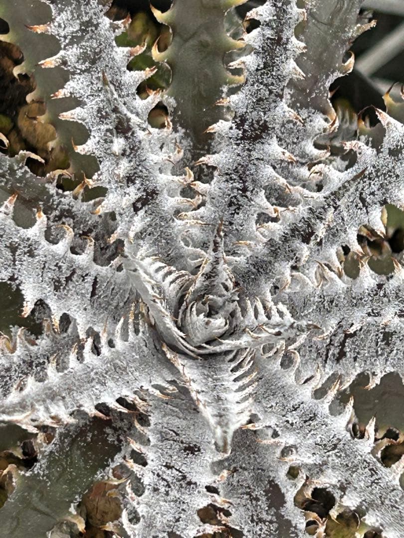 子株付き Dyckia 'Brittle Star' F3 D043 ⑴