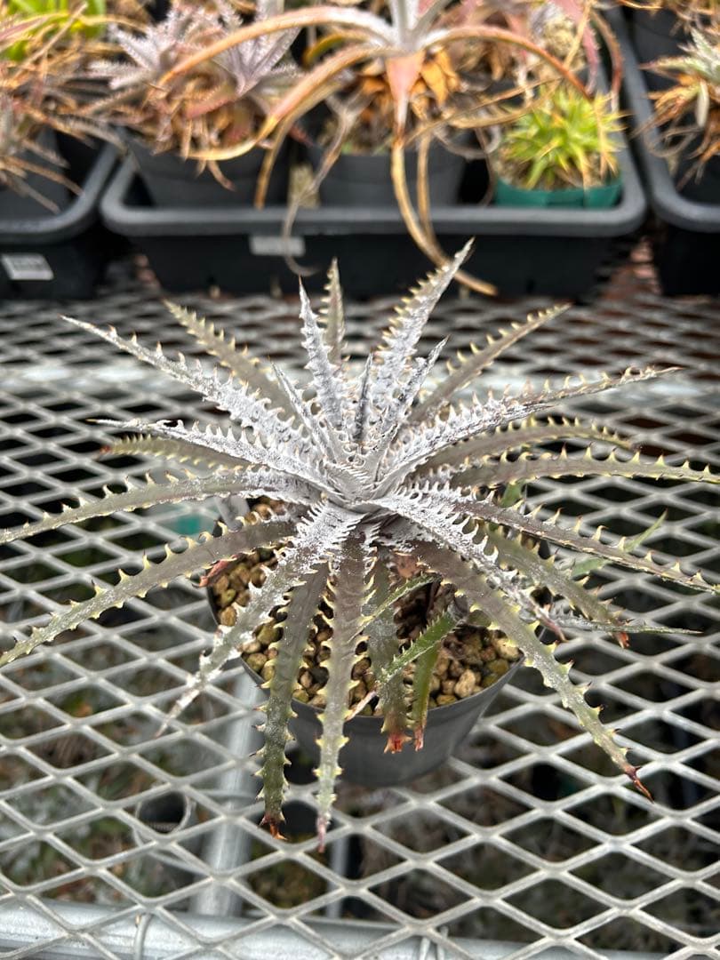 子株付き Dyckia 'Brittle Star' F3 D043 ⑴