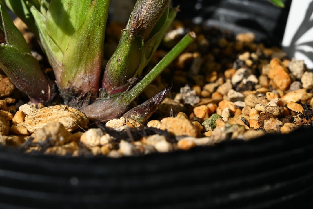 クリスマスローズ　認定キラメキ✩チョコレート　加藤農園