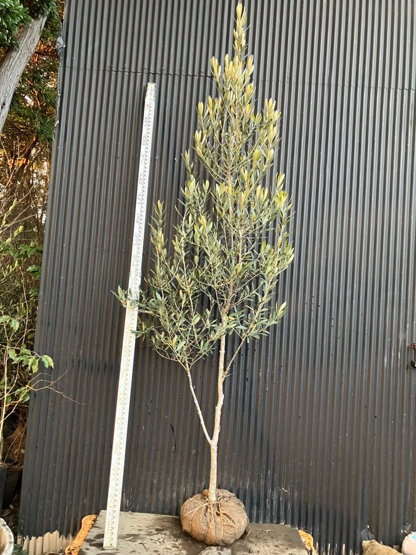 オリーブの木　シプレッシーノ　a