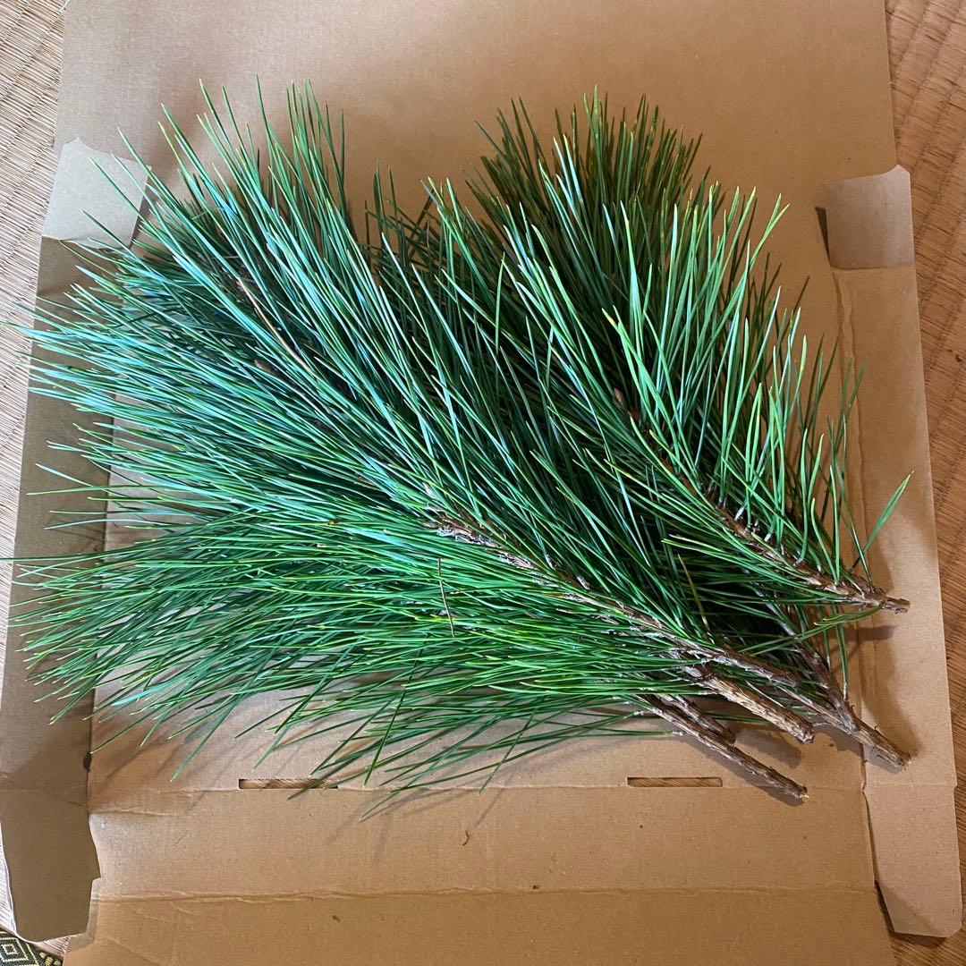 松葉　みかん箱3箱分パンパン詰めます　40cm以上長めリクエスト可能