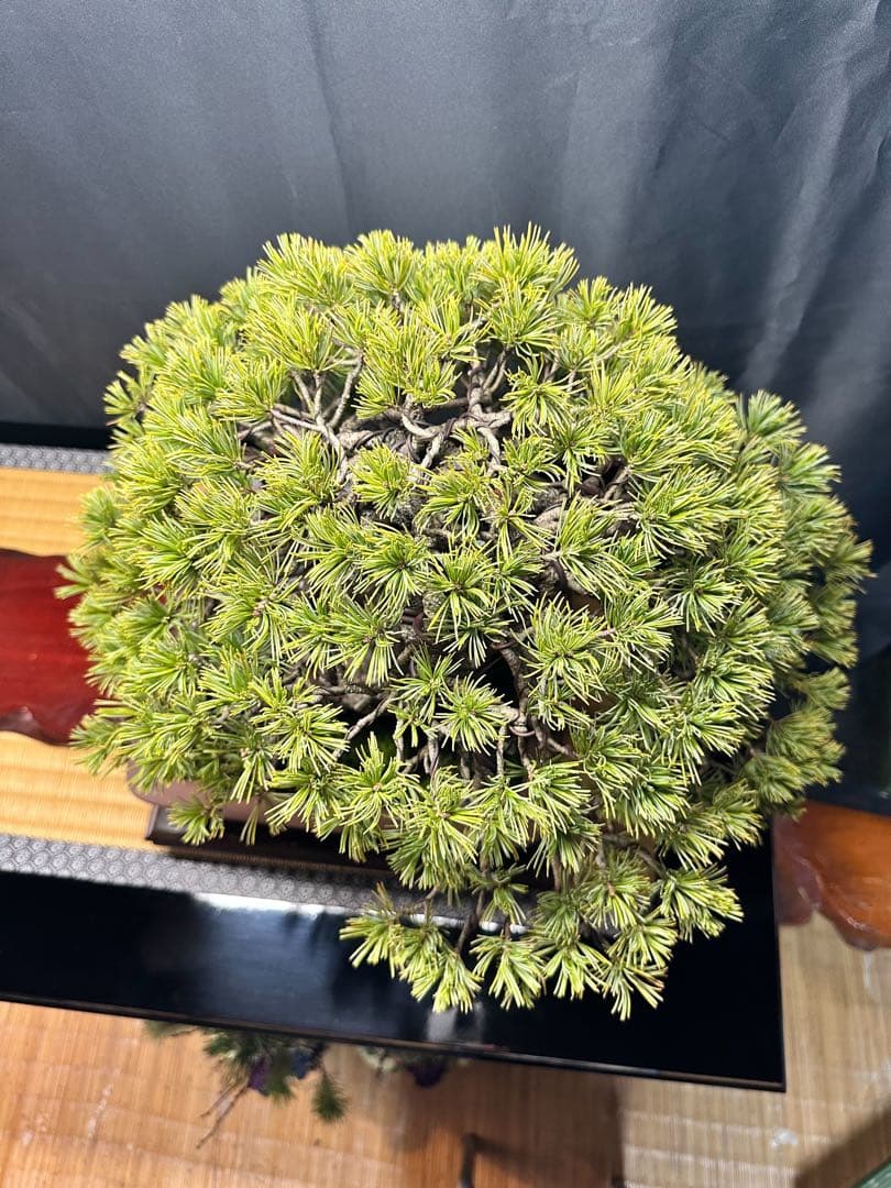 吾妻五葉松 山木(古木)