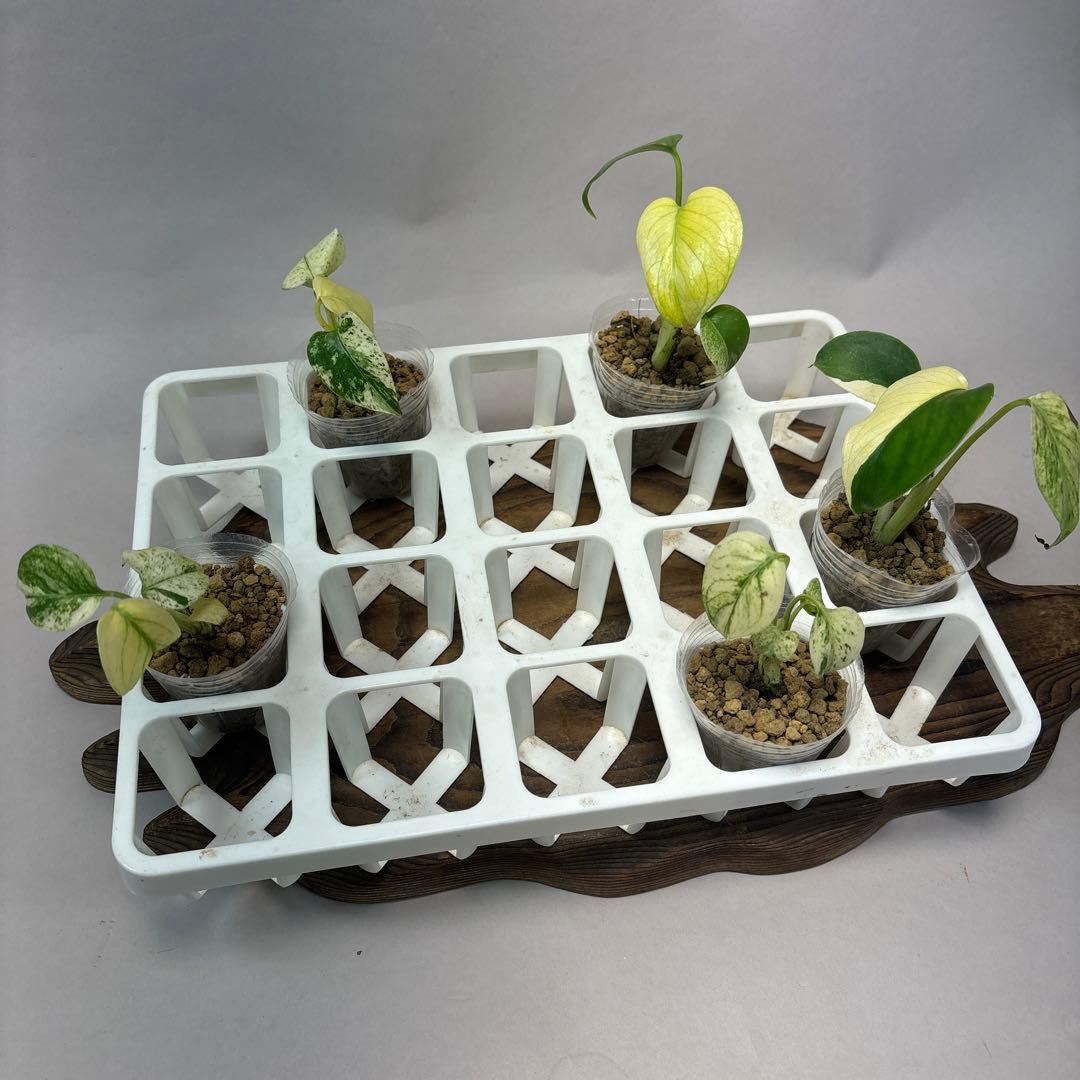 ミ*テ様 5株セットms48【特別選抜】ホワイトモンスター／天津蘭 モンステラ斑