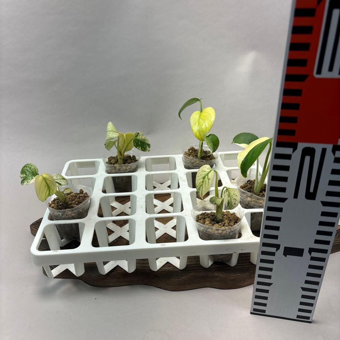 ミ*テ様 5株セットms48【特別選抜】ホワイトモンスター／天津蘭 モンステラ斑