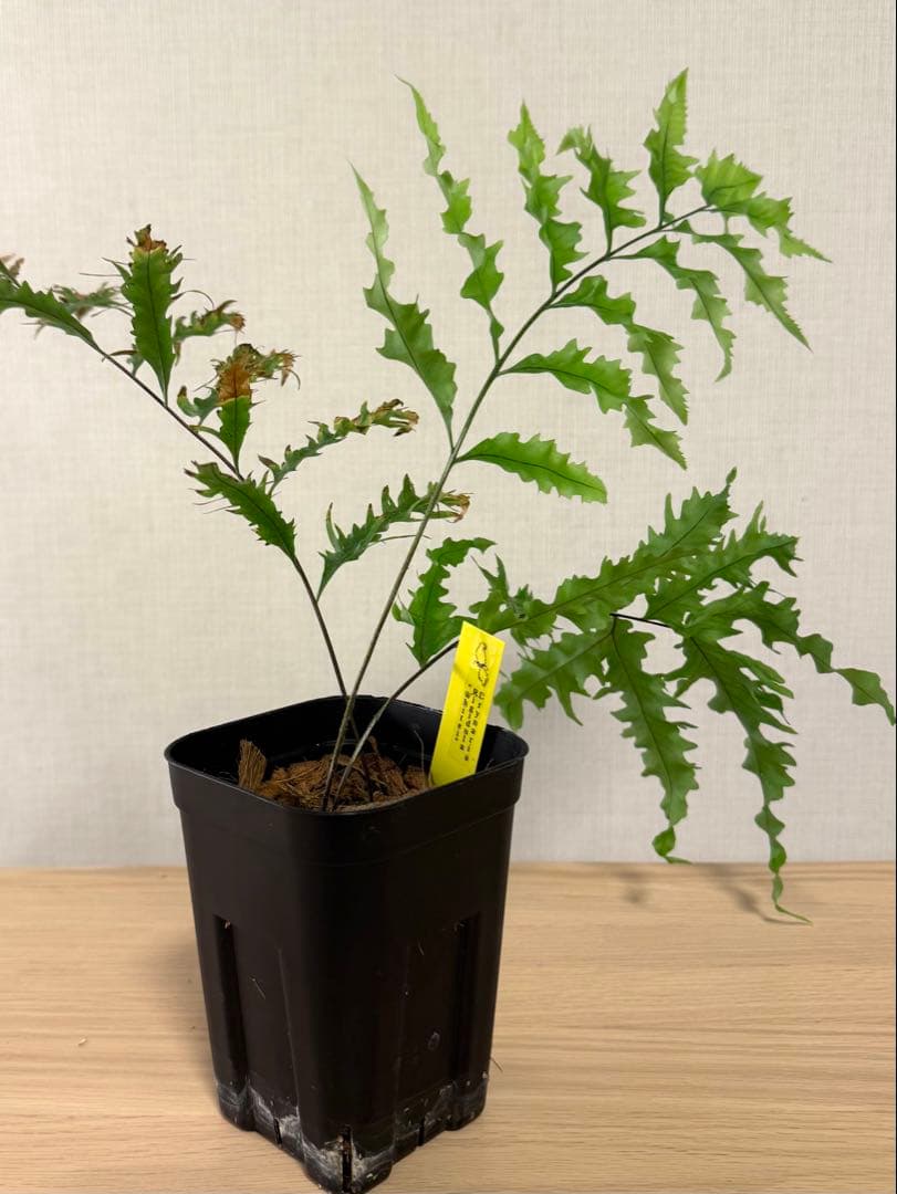 【鉢付き】　ドリナリア　リギデュラ　ホワイティ