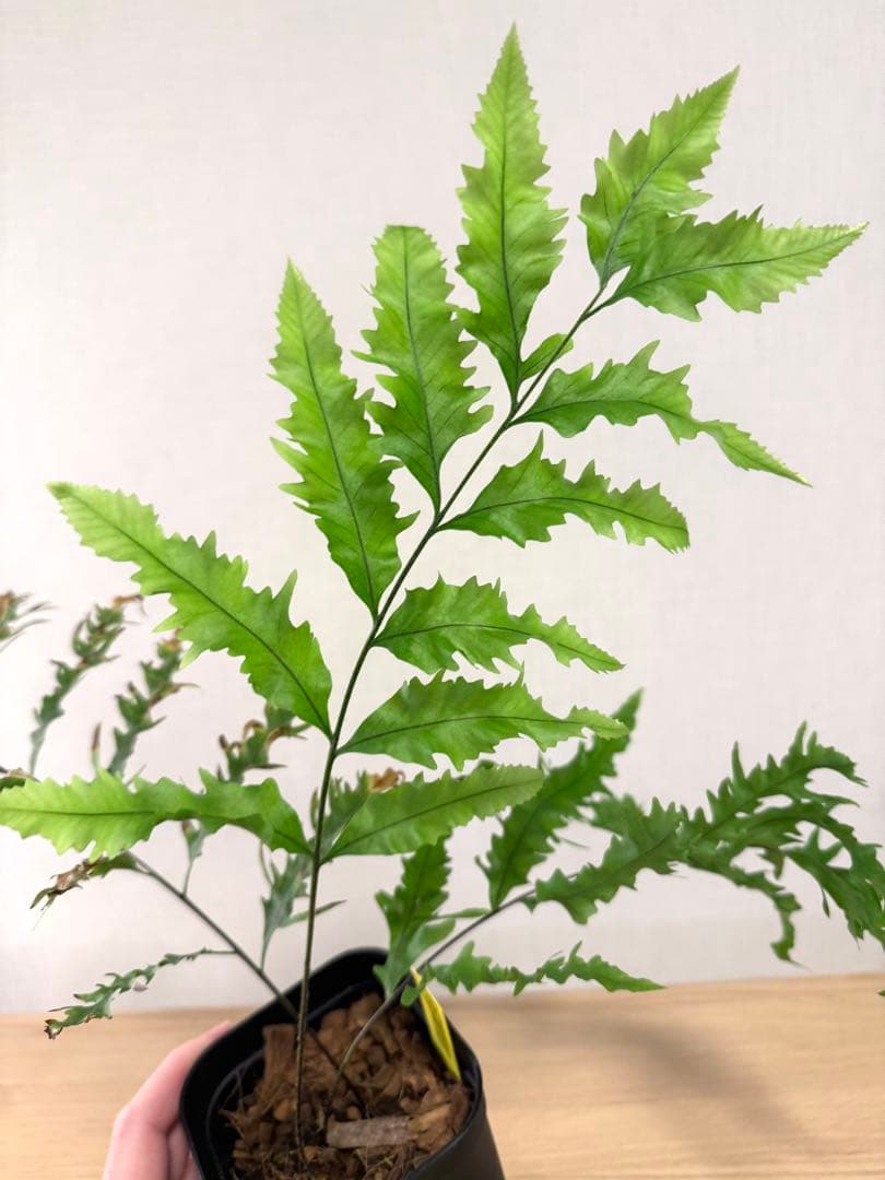 【鉢付き】　ドリナリア　リギデュラ　ホワイティ