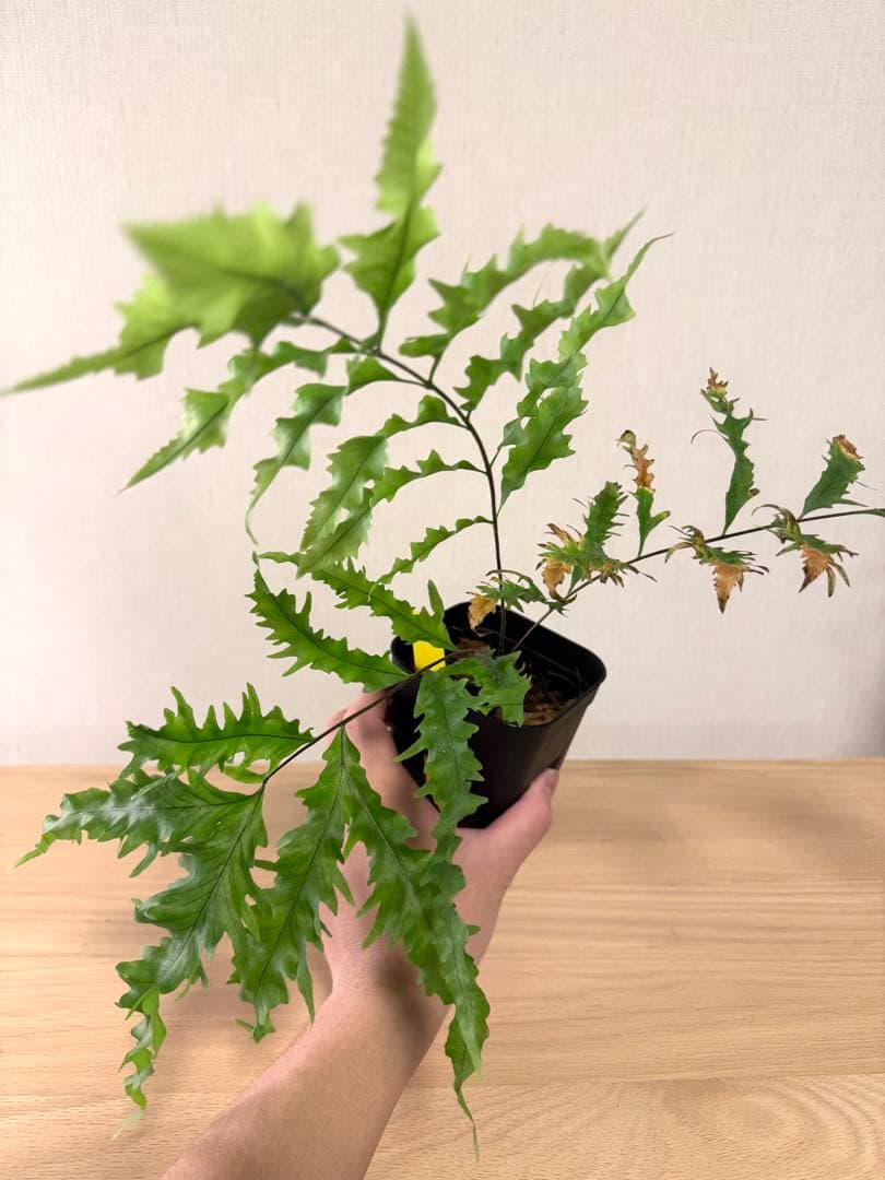 【鉢付き】　ドリナリア　リギデュラ　ホワイティ