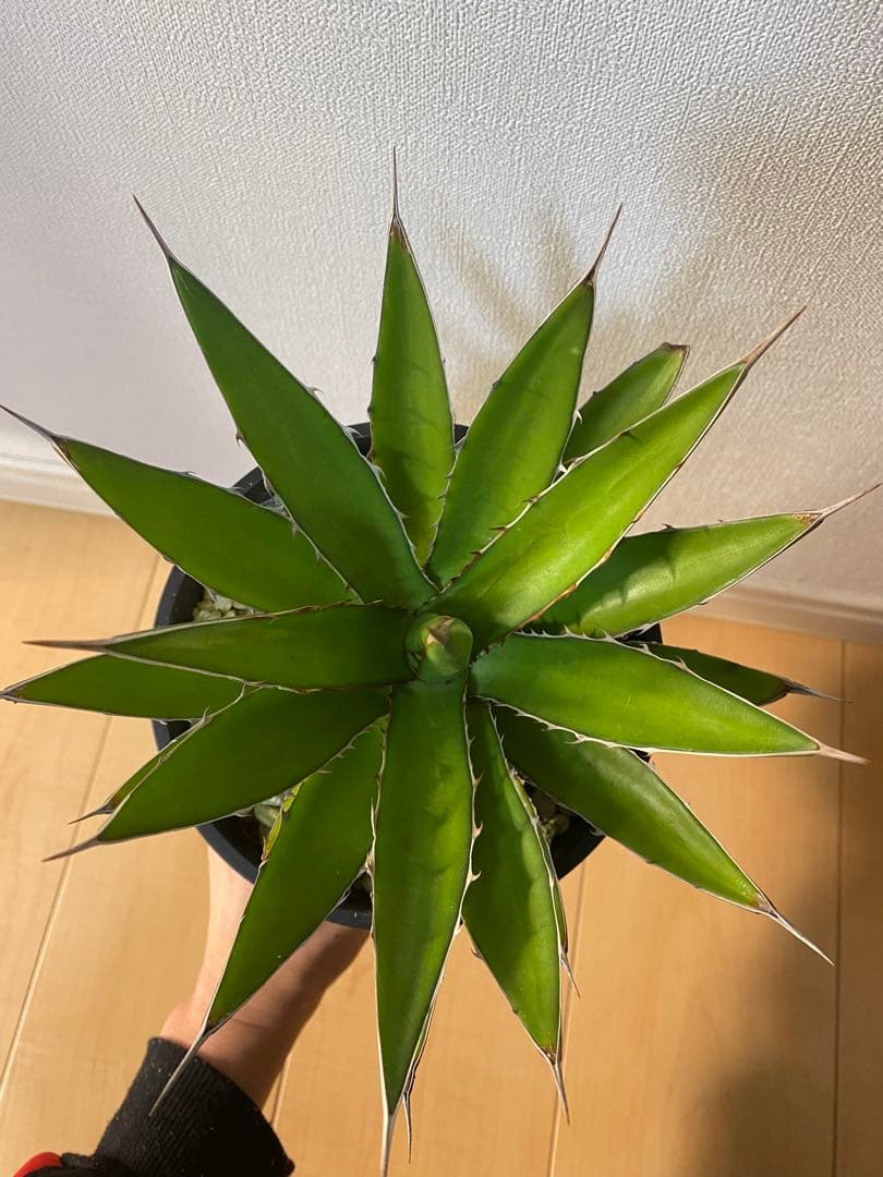 アガベ ガルシアメンドーサ