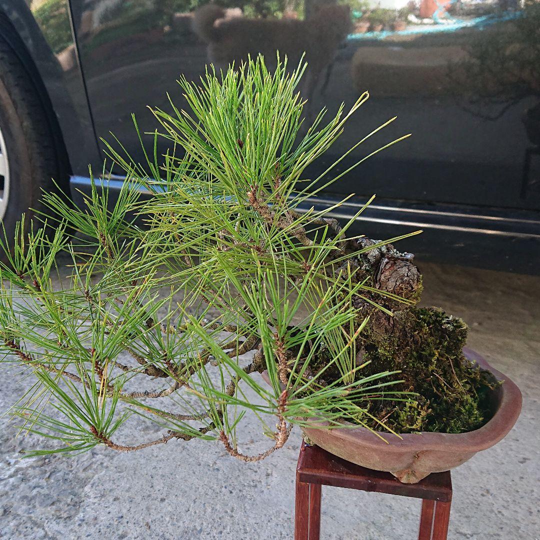 値下げ！ 捻転 赤松！ 古木感あり