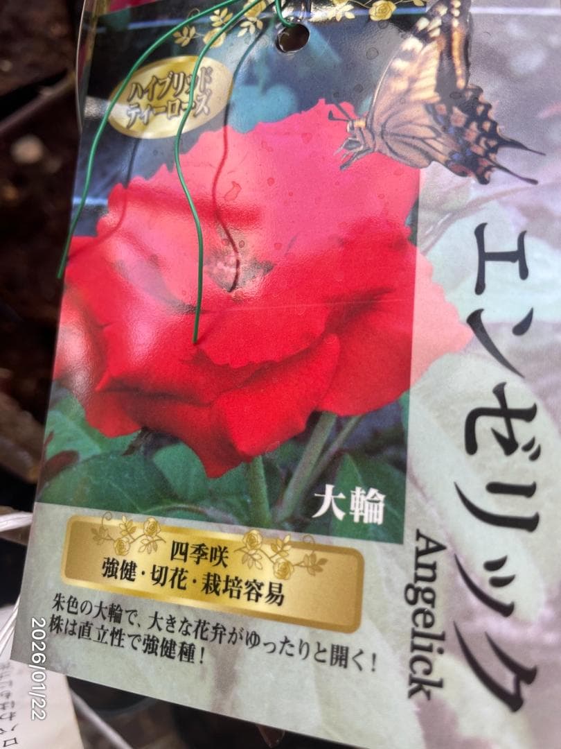 四季咲き　　バラ 　　 18株