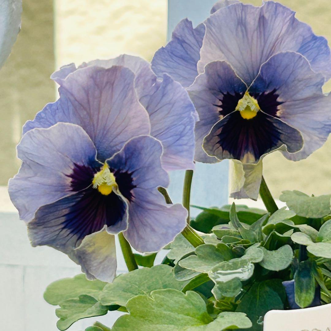 うさうささま　ＬＡ３９♥石川園芸　ビオラレディ♥人気品種♥ポットごと発送♥..