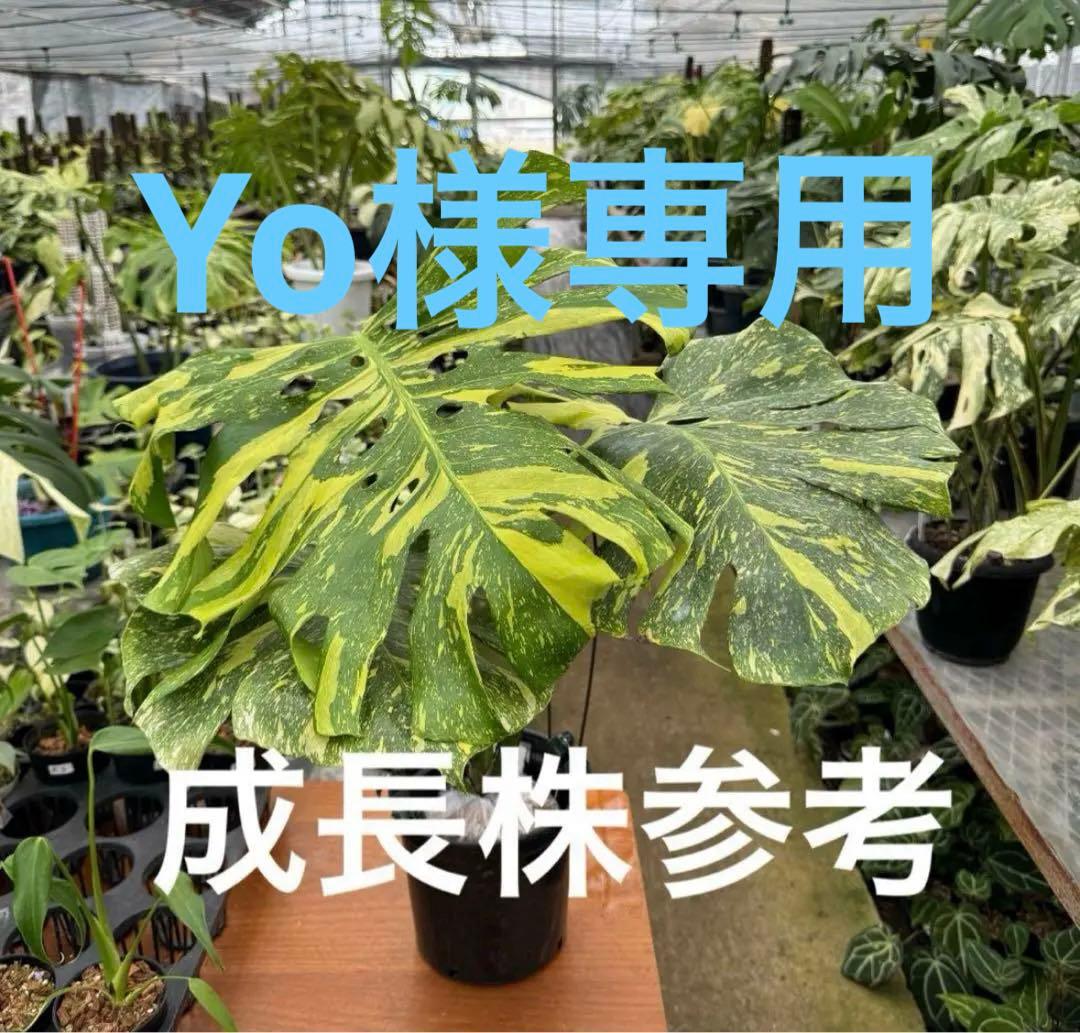 Yoモンステラ エレクトロライト　組織培養苗　順化済　2寸ポリポット
