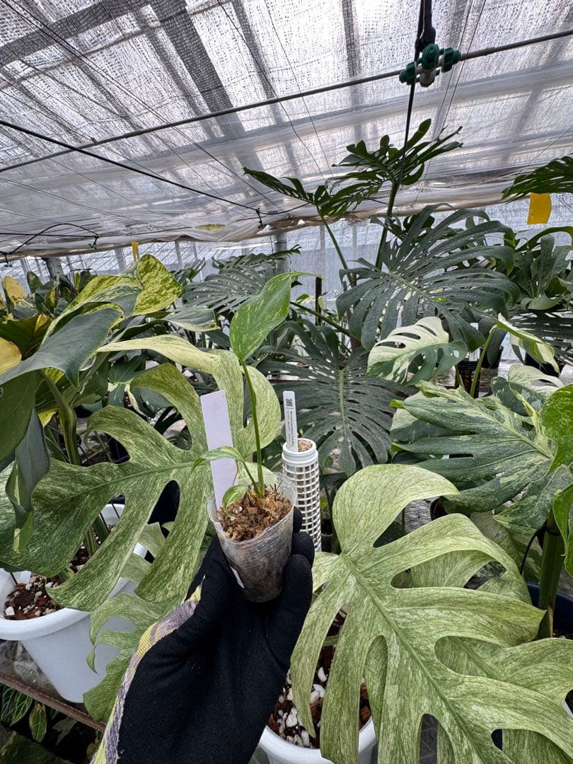 Yoモンステラ エレクトロライト　組織培養苗　順化済　2寸ポリポット