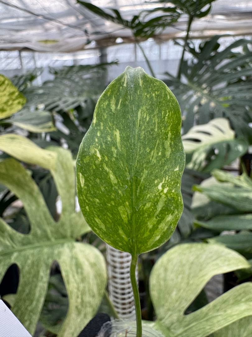 Yoモンステラ エレクトロライト　組織培養苗　順化済　2寸ポリポット