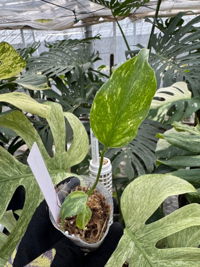 Yoモンステラ エレクトロライト　組織培養苗　順化済　2寸ポリポット