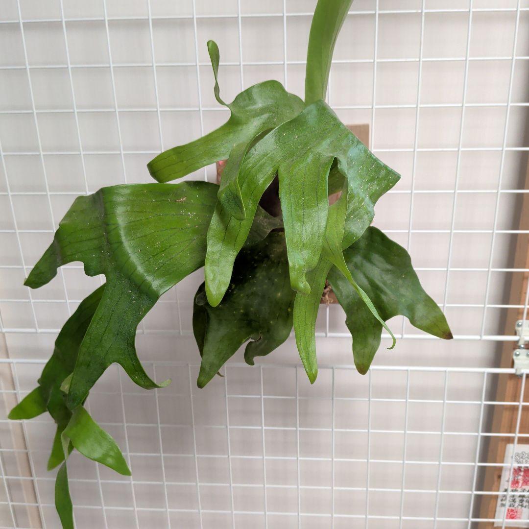 【2株半額・3株目無料】ビカクシダ P. Fujiin 白い胞子葉