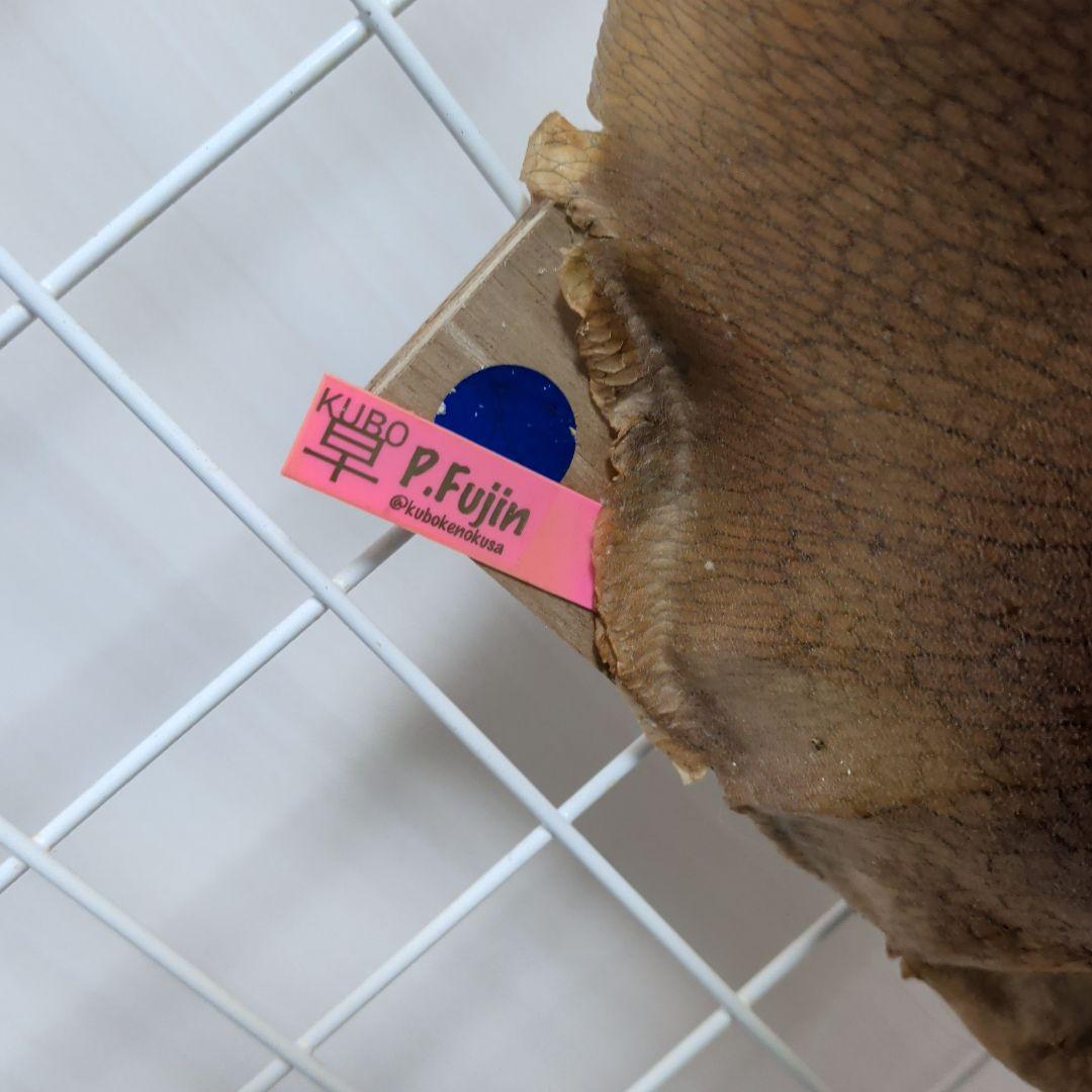 【2株半額・3株目無料】ビカクシダ P. Fujiin 白い胞子葉