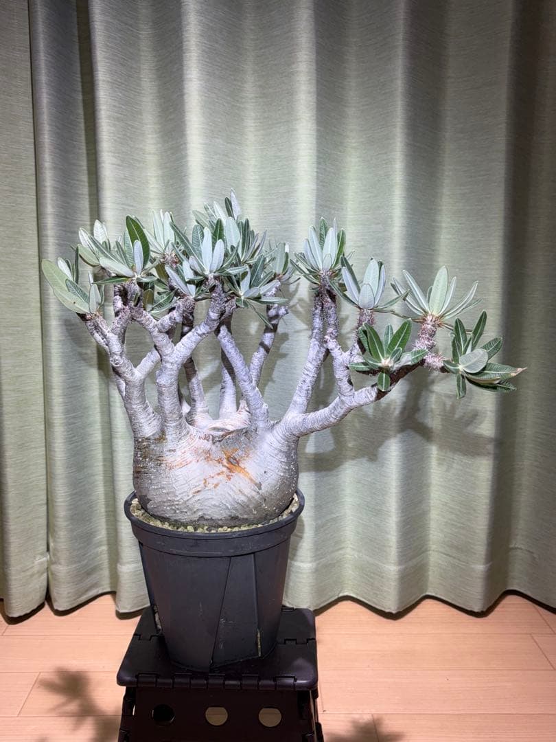 パキポディウム　グラキリス　現地球　直径20センチ弱　写真撮り直し10月2日