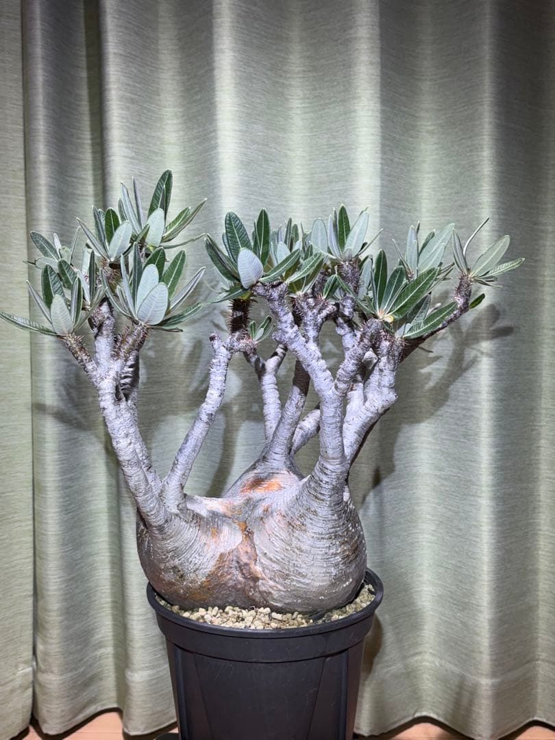 パキポディウム　グラキリス　現地球　直径20センチ弱　写真撮り直し10月2日