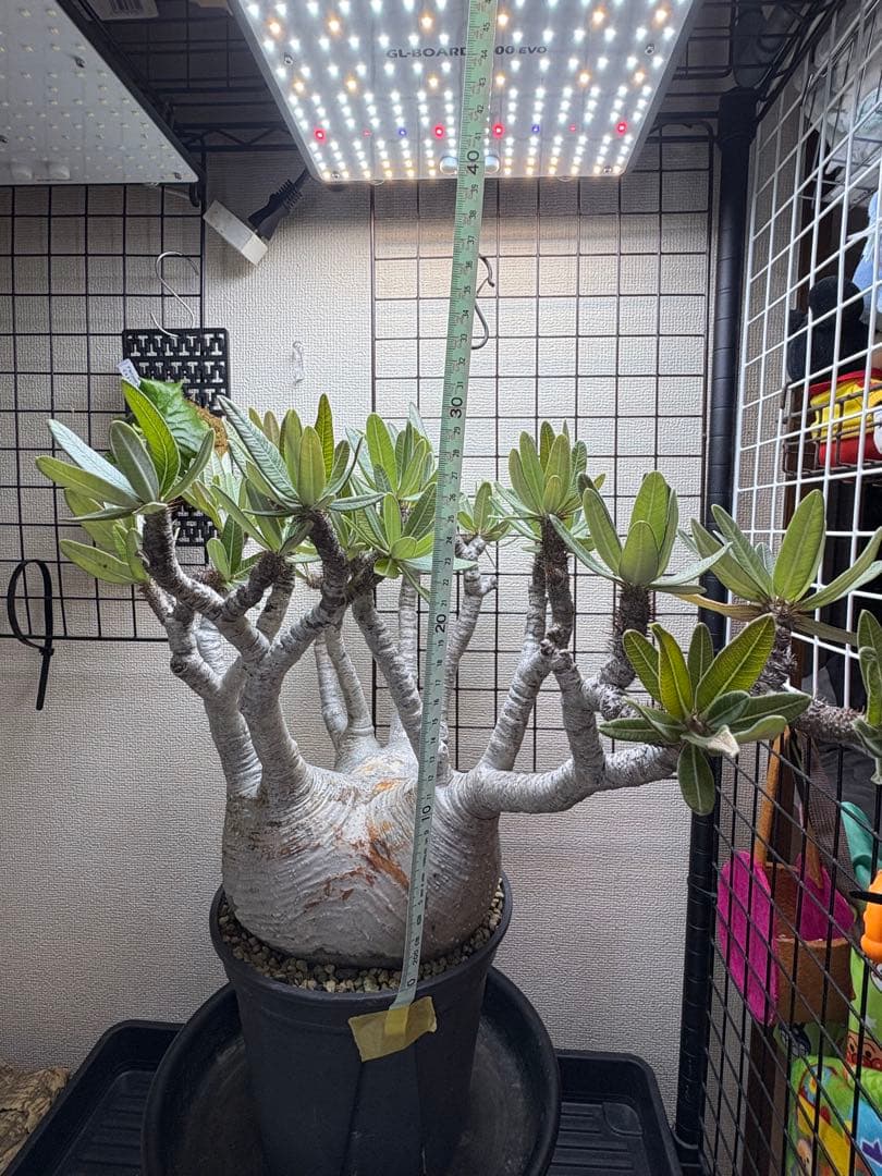 パキポディウム　グラキリス　現地球　直径20センチ弱　写真撮り直し10月2日