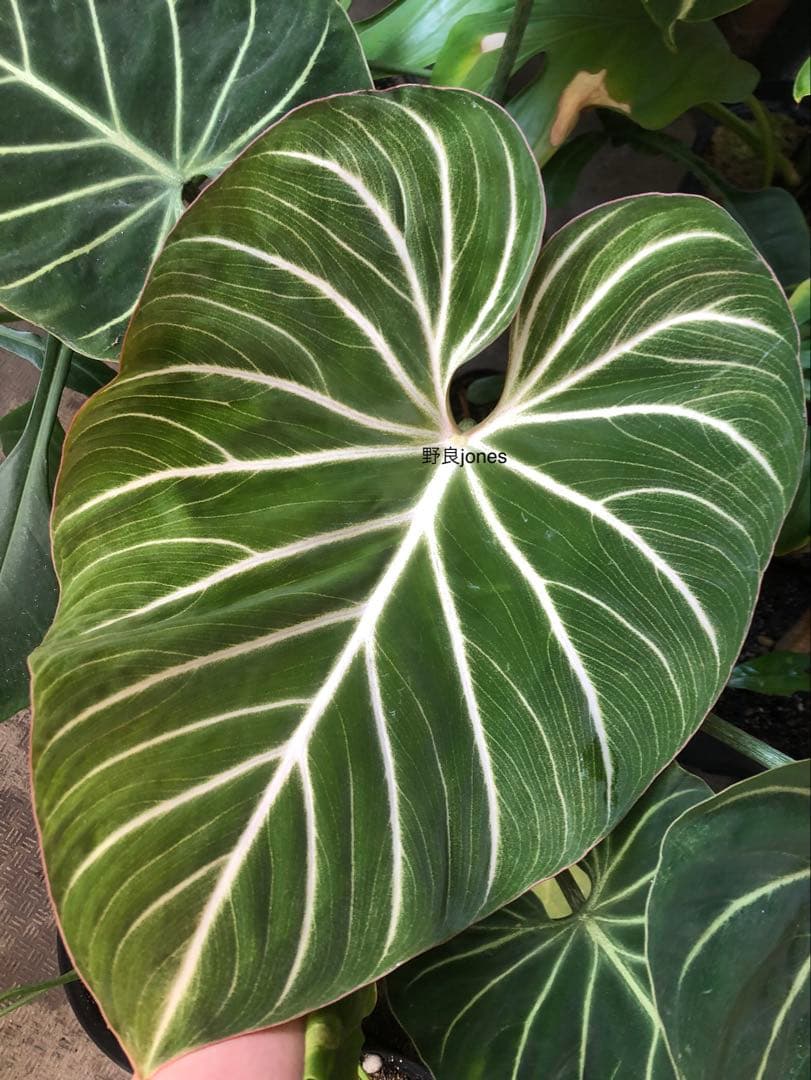 その他観葉植物 Philodendron gloriosum 'Radiante'