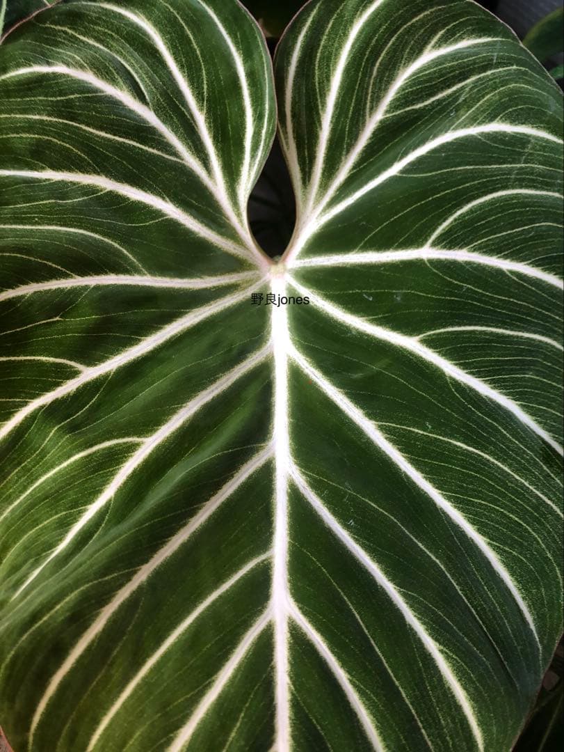 その他観葉植物 Philodendron gloriosum 'Radiante'