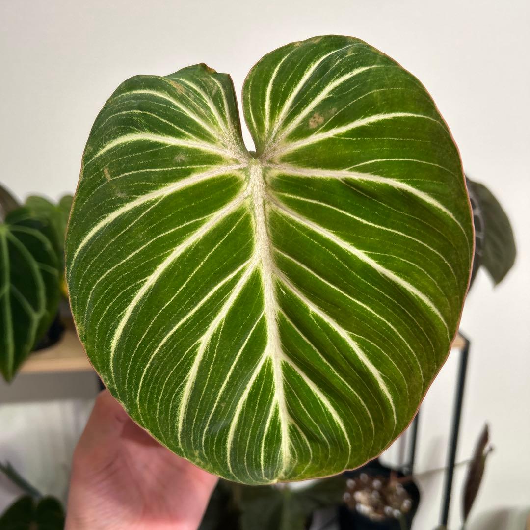 その他観葉植物 Philodendron gloriosum 'Radiante'